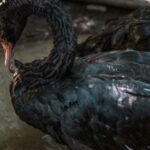 Cisnes negros- Medellín- plaza Minorista