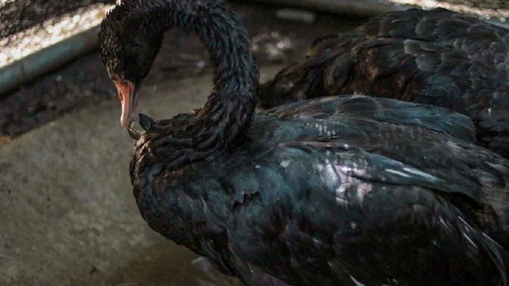Encuentran a tres cisnes negros en la Plaza Minorista de Medellín