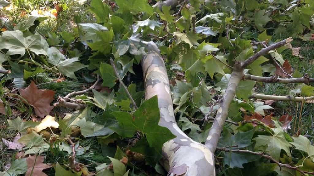 Rionegro- niña muerta tras caer de árbol en vereda chaparral