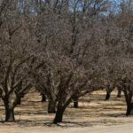 California, cuando el clima mediterráneo adopta forma de tormenta o sequía