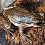 Científicos tras la pista de un diminuta y robusta rana invasora en Galápagos