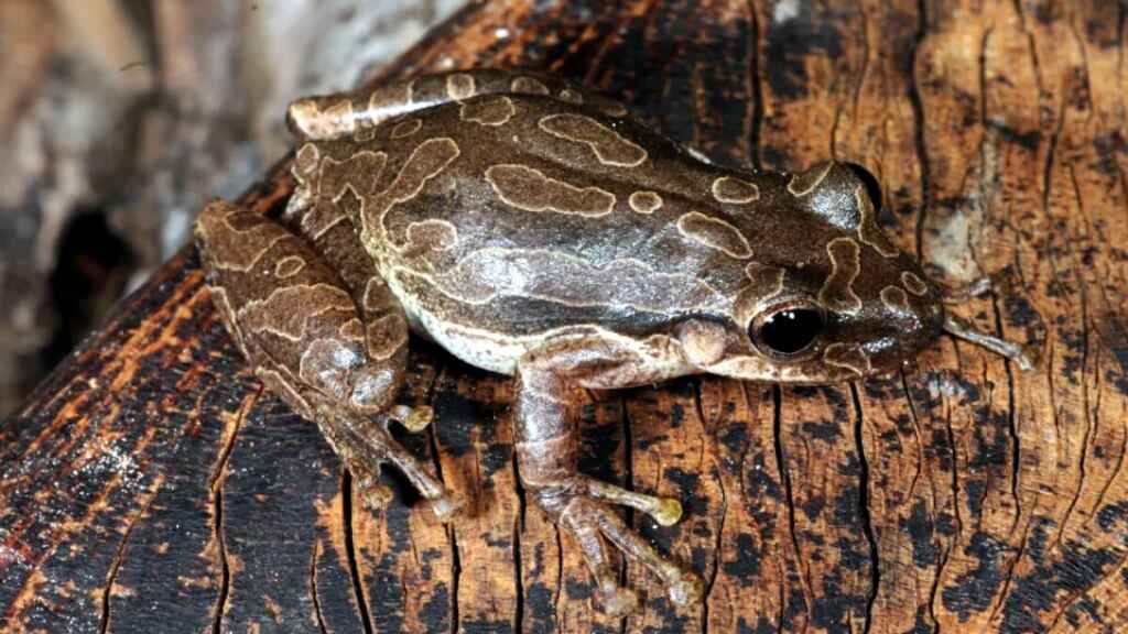 Científicos tras la pista de un diminuta y robusta rana invasora en Galápagos