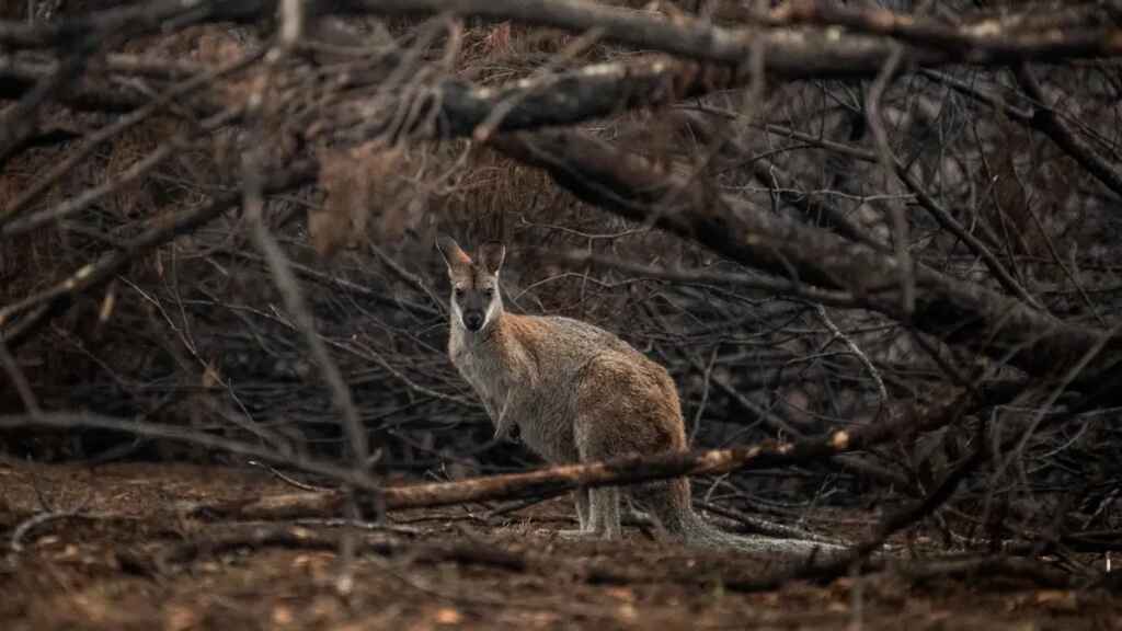 El calentamiento global puede alargar un mes la temporada de grandes incendios
