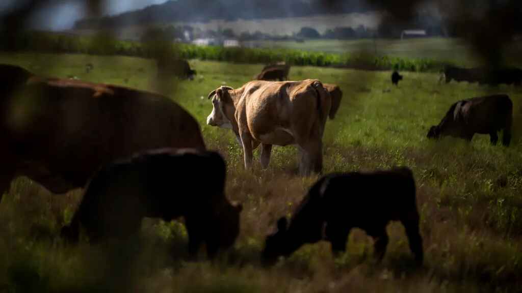 El crimen organizado roba la tranquilidad a ganaderos del norte de México