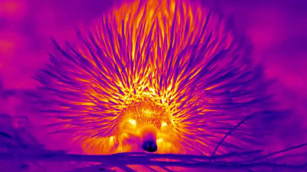 El raro «erizo australiano» que hace pompas para soportar el calor
