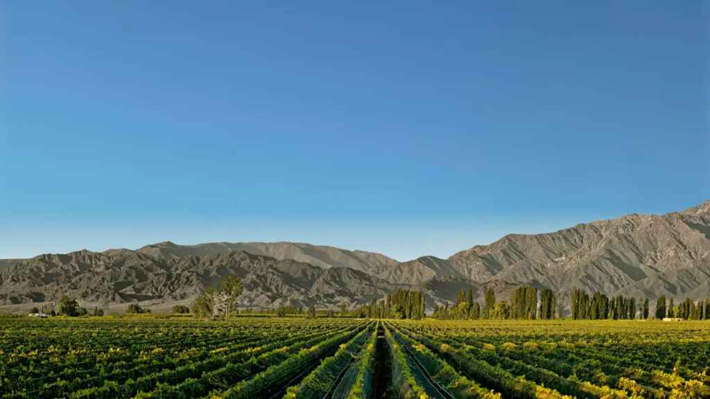 La «nueva normalidad» de la sequía en las bodegas argentinas