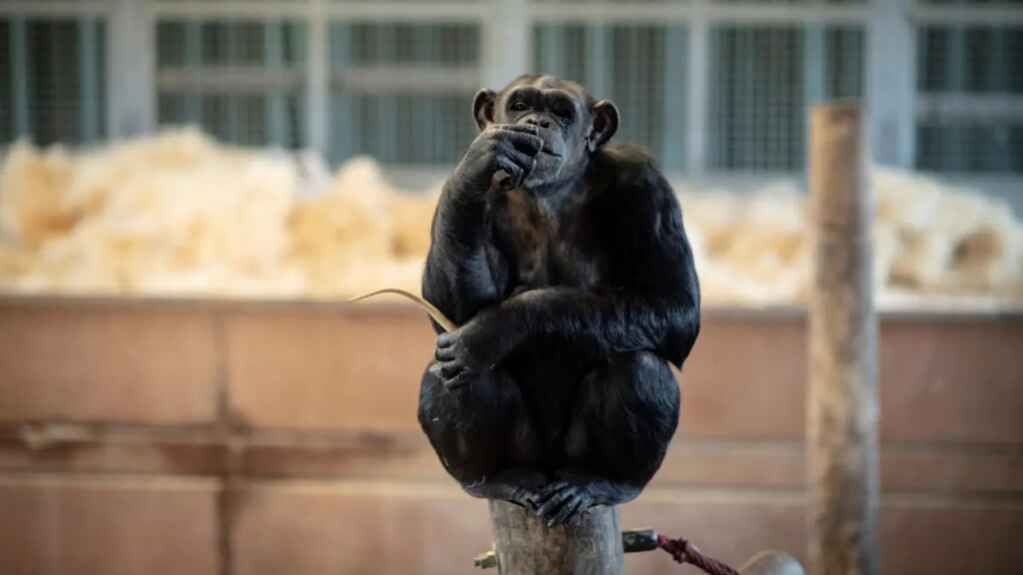 Los humanos son más impulsivos que los chimpancés en la adolescencia