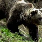 Más de 200 osos pardos fueron sacrificados en Eslovenia en 2022
