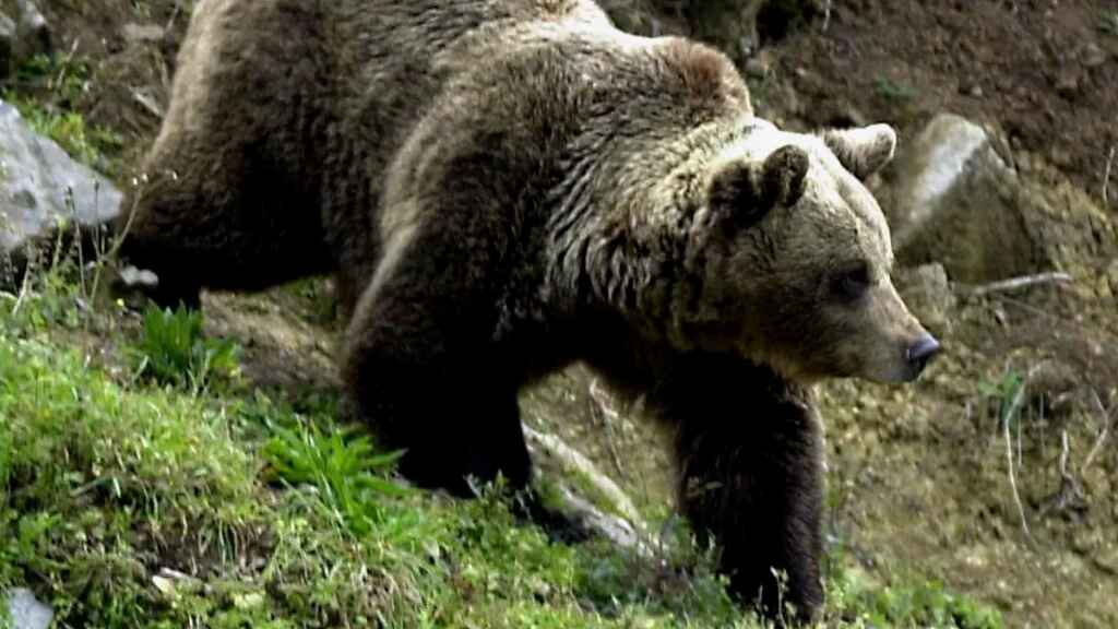 Más de 200 osos pardos fueron sacrificados en Eslovenia en 2022