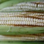 México impone arancel de 50 % a exportaciones de maíz blanco