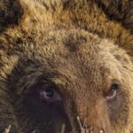 Muere atropellado Juan Carrito, oso icono del Parque Nacional de Los Abruzos