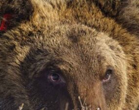 Muere atropellado Juan Carrito, oso icono del Parque Nacional de Los Abruzos