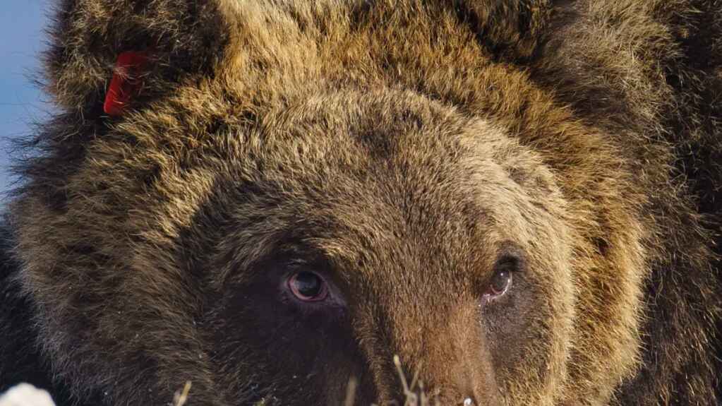 Muere atropellado Juan Carrito, oso icono del Parque Nacional de Los Abruzos