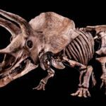 Museo de Florida exhibirá el mayor Triceratops jamás hallado en el planeta