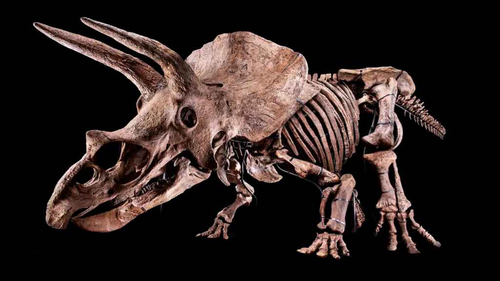 Museo de Florida exhibirá el mayor Triceratops jamás hallado en el planeta