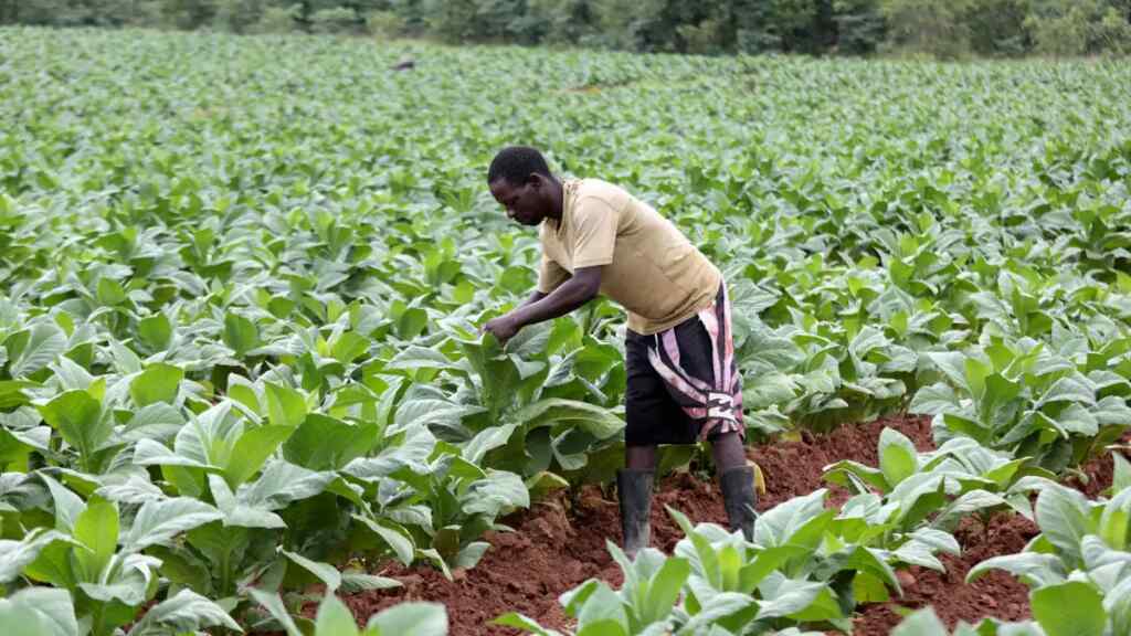 Prometen a África 30.000 millones de dólares para desarrollar su agricultura