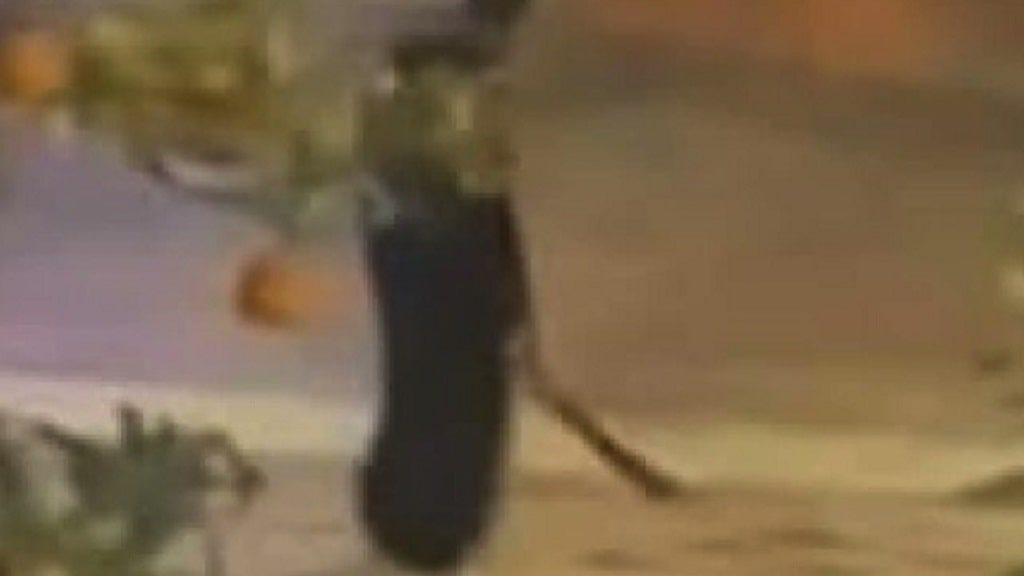 Asesinan con machete al sacristán de la iglesia de La Palma, en Algeciras