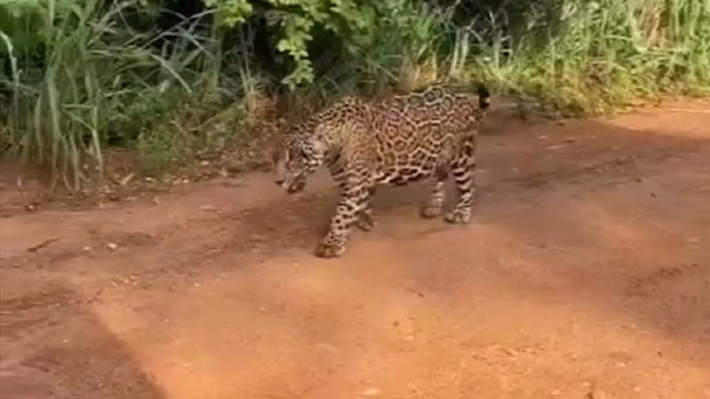 Captan la caminata de un jaguar en un paraje de la Amazonía colombiana