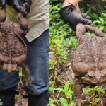 Sacrifican un sapo de caña gigante, el más grande encontrado en Australia