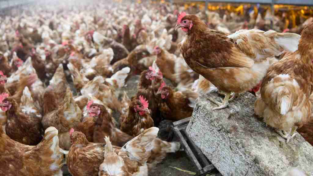 Argentina decreta emergencia sanitaria por un caso de gripe aviar en el norte (1)