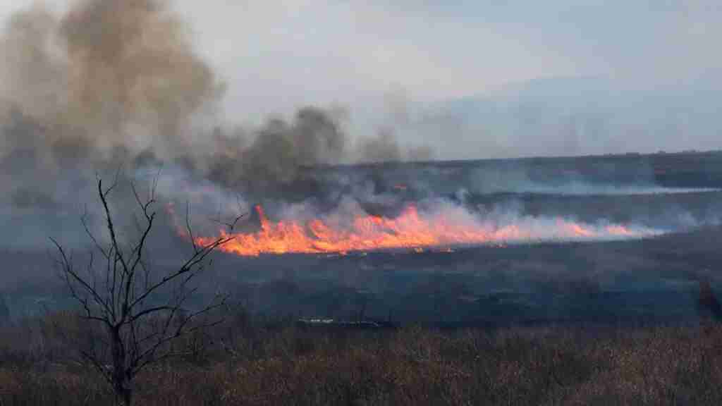 Argentina enfrenta críticos incendios en la zona de humedales del noreste
