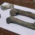 Argentina ve en fósiles de pingüinos la separación de la Antártida y Suramérica