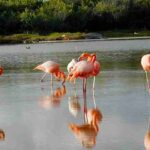 Ecuador mantiene un plan de acción para evitar el ingreso de la gripe aviar en las Galápagos