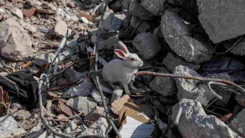 El número de víctimas del terremoto en Turquía supera ya las 43500