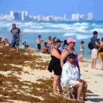 El sargazo en el Caribe mexicano se adelanta en un año que se anticipa récord