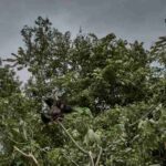 En busca de un plan para conservar bosques tropicales de la cuenca del Congo