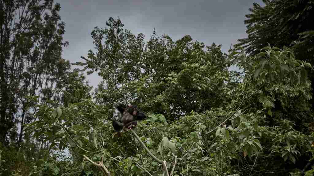 En busca de un plan para conservar bosques tropicales de la cuenca del Congo