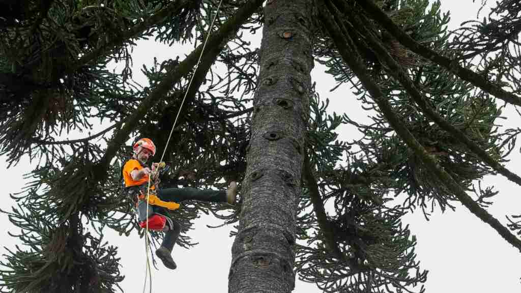 Inicia un proyecto para conservar más de 400 árboles patrimoniales de Quito