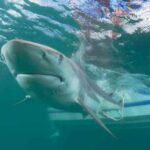 La disminución de ataques de tiburones puede deberse a que hay menos