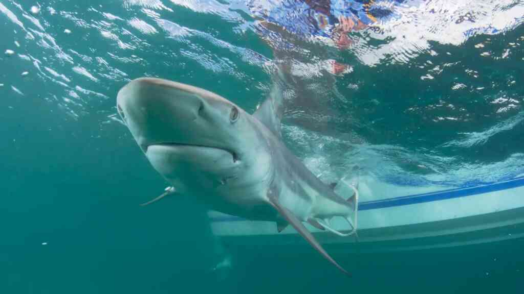 La disminución de ataques de tiburones puede deberse a que hay menos