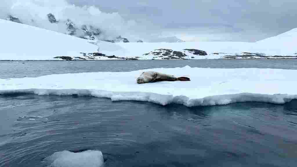 Los glaciares de la península Antártica aceleran su movimiento en verano