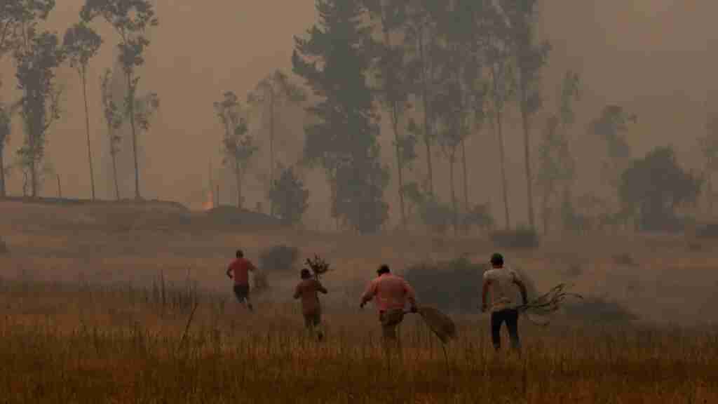 Monocultivos forestales, abono para los devastadores fuegos del sur de Chile