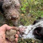 Perros, zorros y lobos mueren envenenados en la guerra por la trufa en Italia