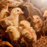 Un salto generalizado de la gripe aviar H5N1 a los humanos es complicado