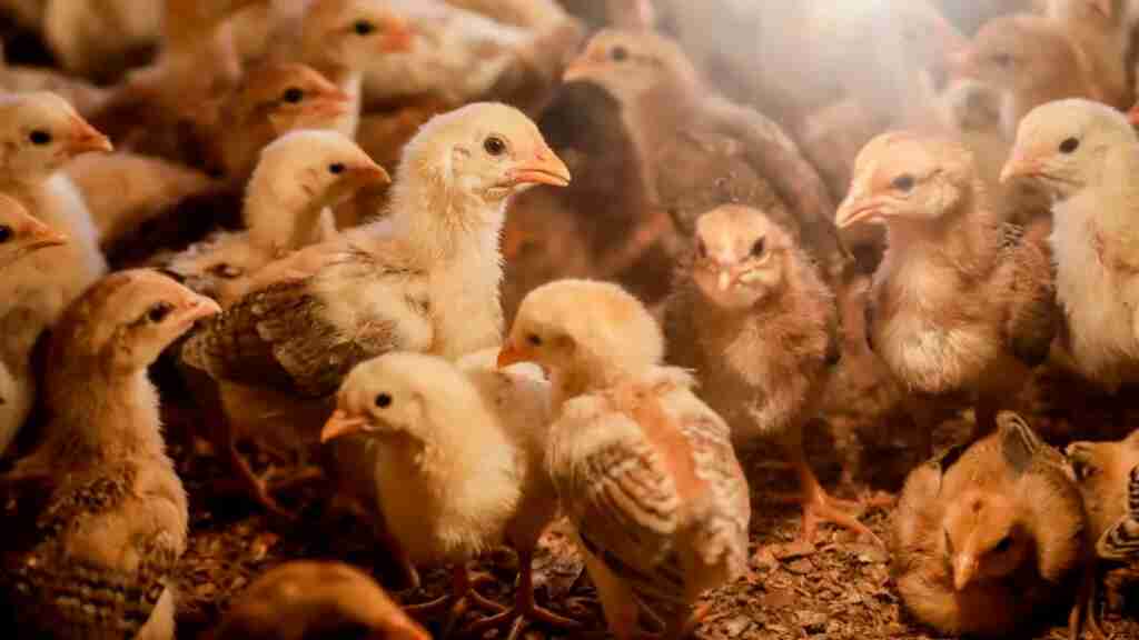 Un salto generalizado de la gripe aviar H5N1 a los humanos es complicado