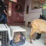 Sellan asqueroso restaurante chino que funcionaba en el centro de Cartago