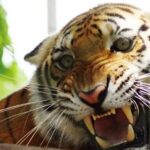 Matan a tigre que se escapó del parque temático hacienda napoles