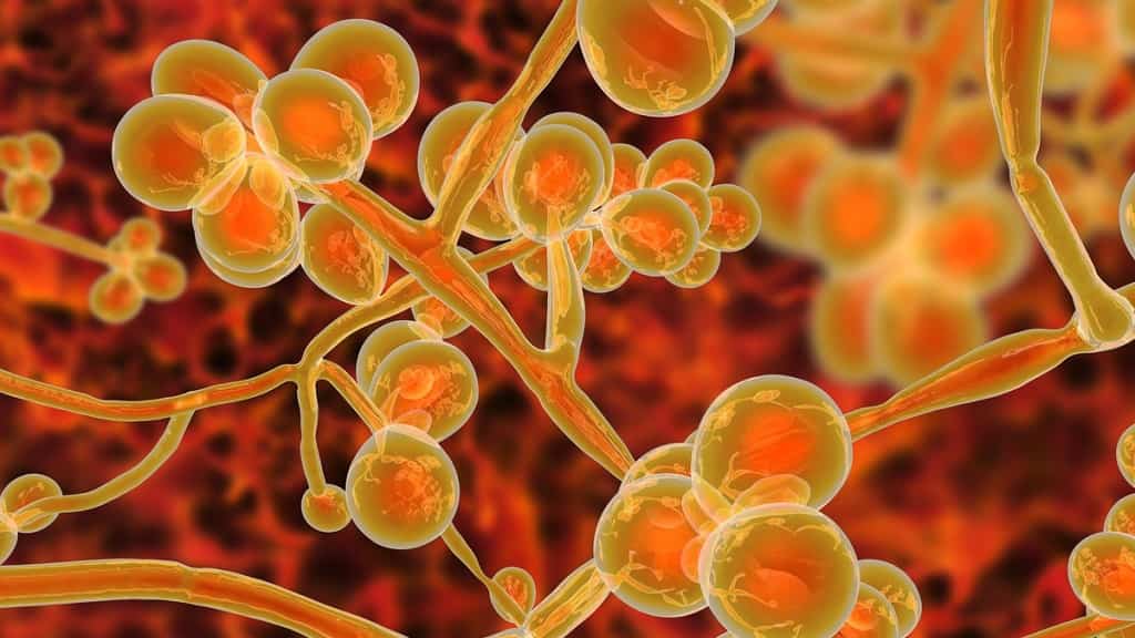 Candida auris: el peligroso hongo que se multiplica en hospitales de EE.UU.