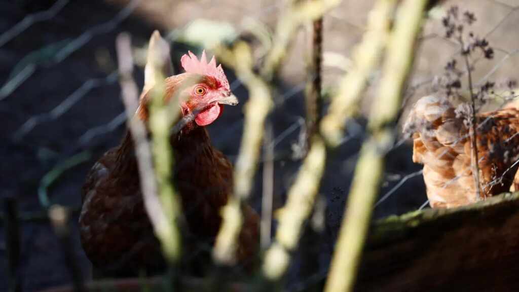 Detectados nuevos casos de gripe aviar en Montevideo, Uruguay