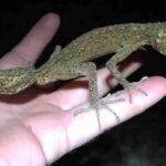 Hallan una nueva especie de geco en una isla rocosa del noreste de Australia