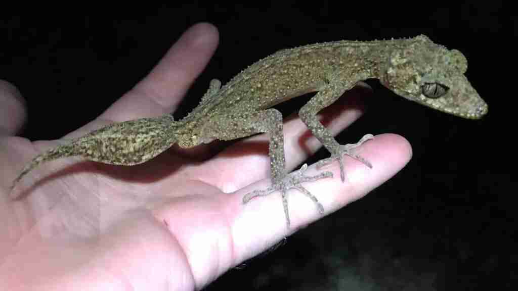 Hallan una nueva especie de geco en una isla rocosa del noreste de Australia