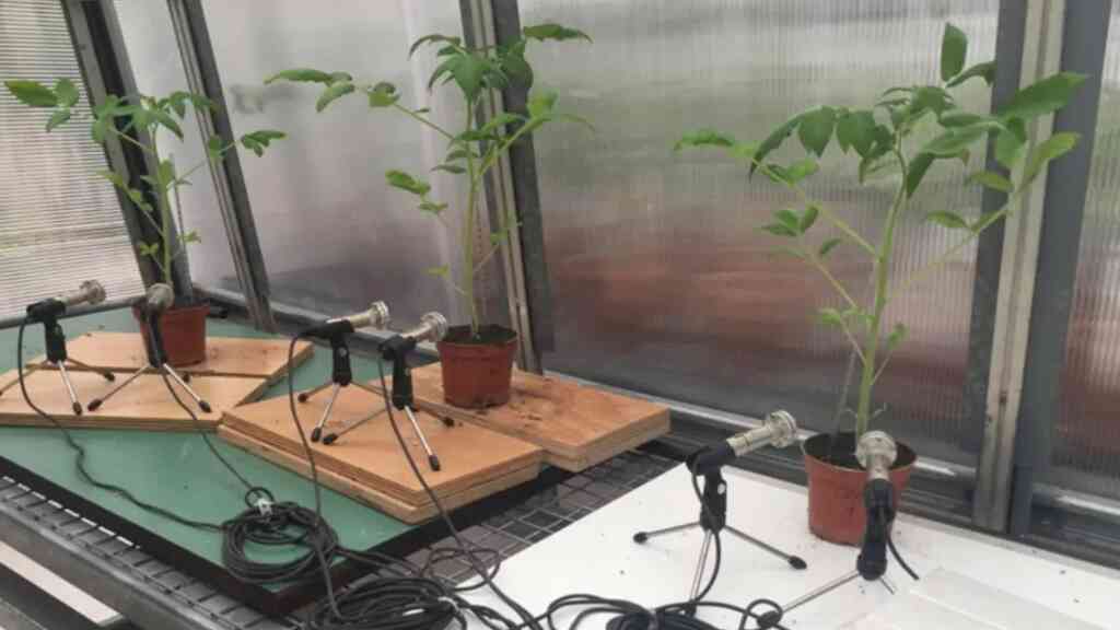 Investigadores revelan que las plantas pueden emitir sonidos audibles a más de un metro cuando están estresadas