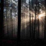 La pérdida de bosques de montaña aumenta un 7,1% desde comienzos del siglo