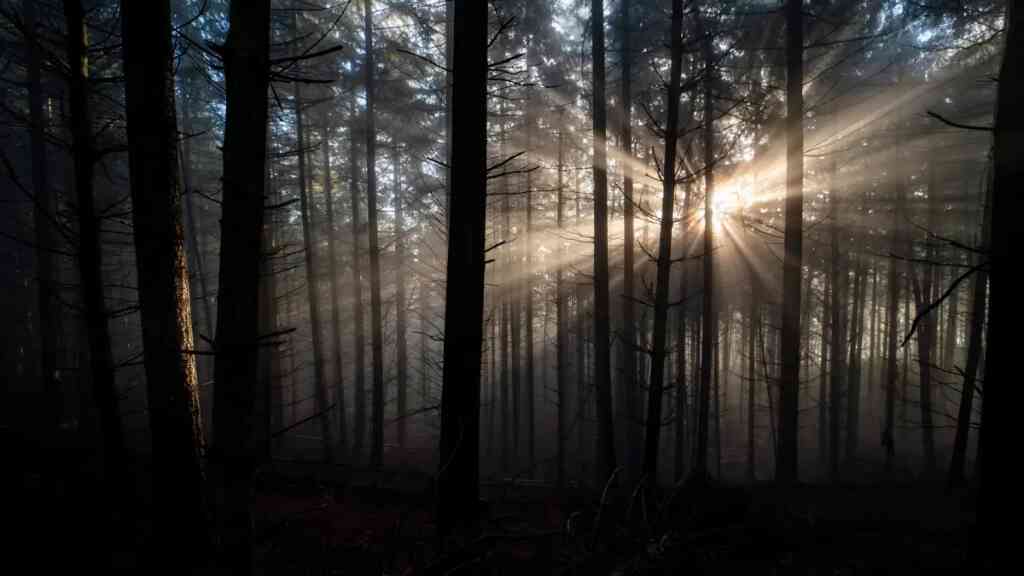 La pérdida de bosques de montaña aumenta un 7,1% desde comienzos del siglo