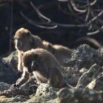 Los macacos hacen involuntariamente lascas de piedra similares a las humanas