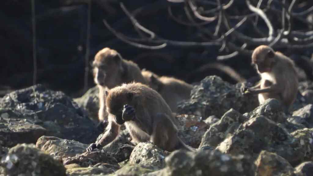 Los macacos hacen involuntariamente lascas de piedra similares a las humanas